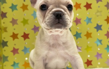 『新しいわんちゃんの紹介です🐶』の画像