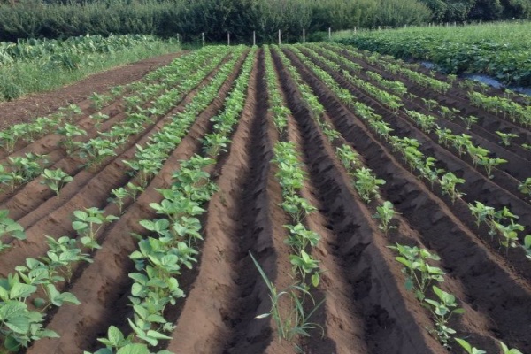 やさいのいぶき 有機農園 けのひの日常 大豆 やさいのいぶき 有機農園 けのひの日常 大豆