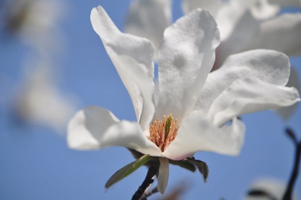 花いろいろ コブシ