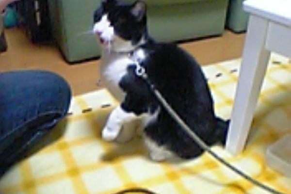 居酒屋きょうこ 能登大好き みんな大好き きょうこママ 熊谷京子 の紹介