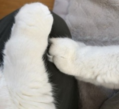レベル4の大雨のときの猫たちの様子