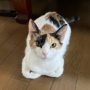 一緒に寝てくれます！ミミちゃん