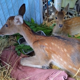 NPO犬猫みなしご救援隊・代表ブログ・みなしご庵へようこそ