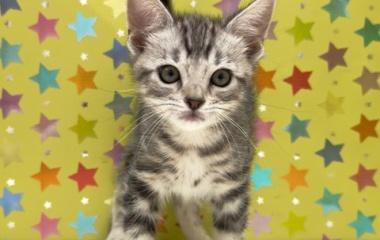 『 新しいねこちゃんの紹介です😸』の画像