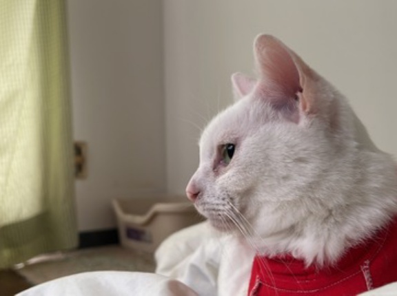 猫は他者の死を理解するのか　20251223