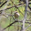 令和6(2024)年3月30日の鳥さん Vol.2　江戸川河川敷で野鳥の観察･撮影 小鳥色々登場!!ジョウビタキのオスも登場!!