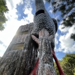桜文鳥おぴい三昧