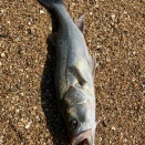 ポカポカ陽気に釣られた