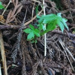 御巌鬼山((オイワキヤマアソベ))阿曽辺の山菜&キノコハンター日記2026…