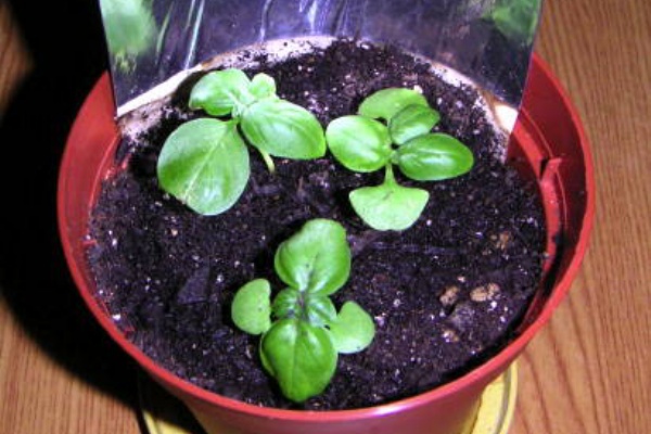 油かすで大失敗 その１ どこかの秘密基地