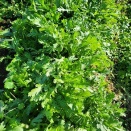 2025,12/1日の結果　配当金がキターー!!　エロ公●党