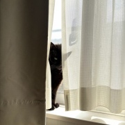 【猫写真】ひとりの時間を楽しみたいスミちゃん