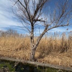 熱血！　幸運児