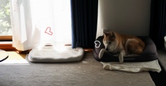 日向の猫、日陰の犬
