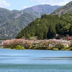 飛騨かなやまの桜　開花状況 2026