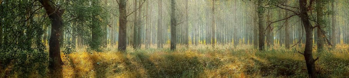 ネタもり イメージ画像