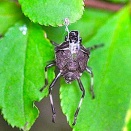 クサギカメムシの幼虫が脱皮の最中。