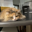 "ダメ猫なぎ"の美猫写真館