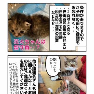 しゃーねこ家のblog