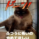 ヴィジュアル担当現る