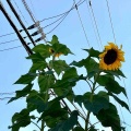 ひまわりが咲いていました