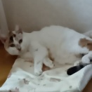 元地域猫ココネ！　甲状腺機能亢進症、数値改善せず