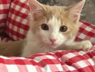 猫関係を変えてくれたメルシーの家族記念日