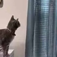 窓の外に野鳥の餌台を置いていた。そこに鳥がやってきた → 気になるうちの猫はこうなった…