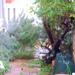 欠けた食器の使い道｜庭に置いて楽しんでいます