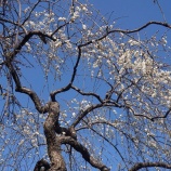 『安行で花見2016.2.14』の画像