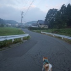 柴わんこと暮らす日々