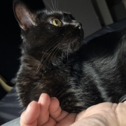 アヤちゃんの短いしっぽ