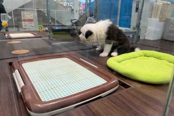 山口県 ペットショップワンラブ おのだサンパーク店のスタッフブログ