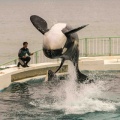 シャチ