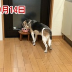 ガオだらけな日々　