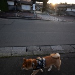 柴わんこと暮らす日々