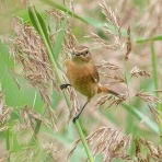 東京港野鳥公園　レンジャーブログ