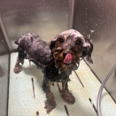 ❤トリミングブログ❤