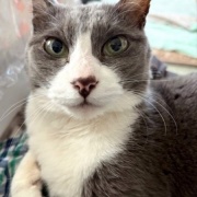 猫が寒いかどうかは猫の耳で確認します