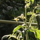 『トマト灰を撒いた後花が咲きました&ゴーヤの葉虫に食われる』の画像