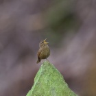『投稿：BORG89EDによる野鳥６態＆4/27の月面【追記】　2021/04/28』の画像