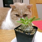 ”猫おでん”あり〼。