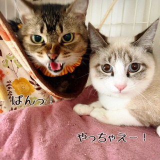 猫とお酒と日々のこと