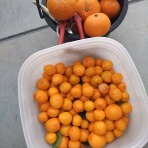 ず～～っと田舎暮らし