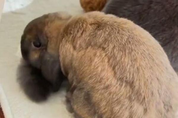 うのくらし - うさねこ