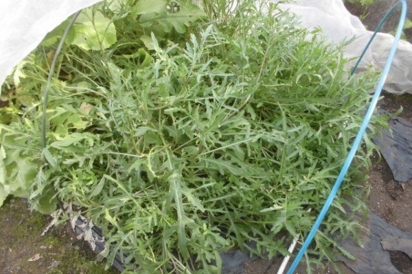 じいじの野菜畑 セルバチコ 21