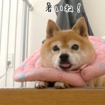 豆柴ぽんと北海道