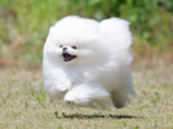 5-10-1　谷村　パールくん　1歳　南あわじドッグラン・飛行犬撮影所にて