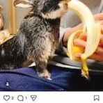 はじめてのうさぎ