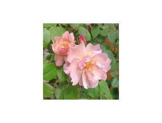 我が家のバラさんたち2026 プレお披露目